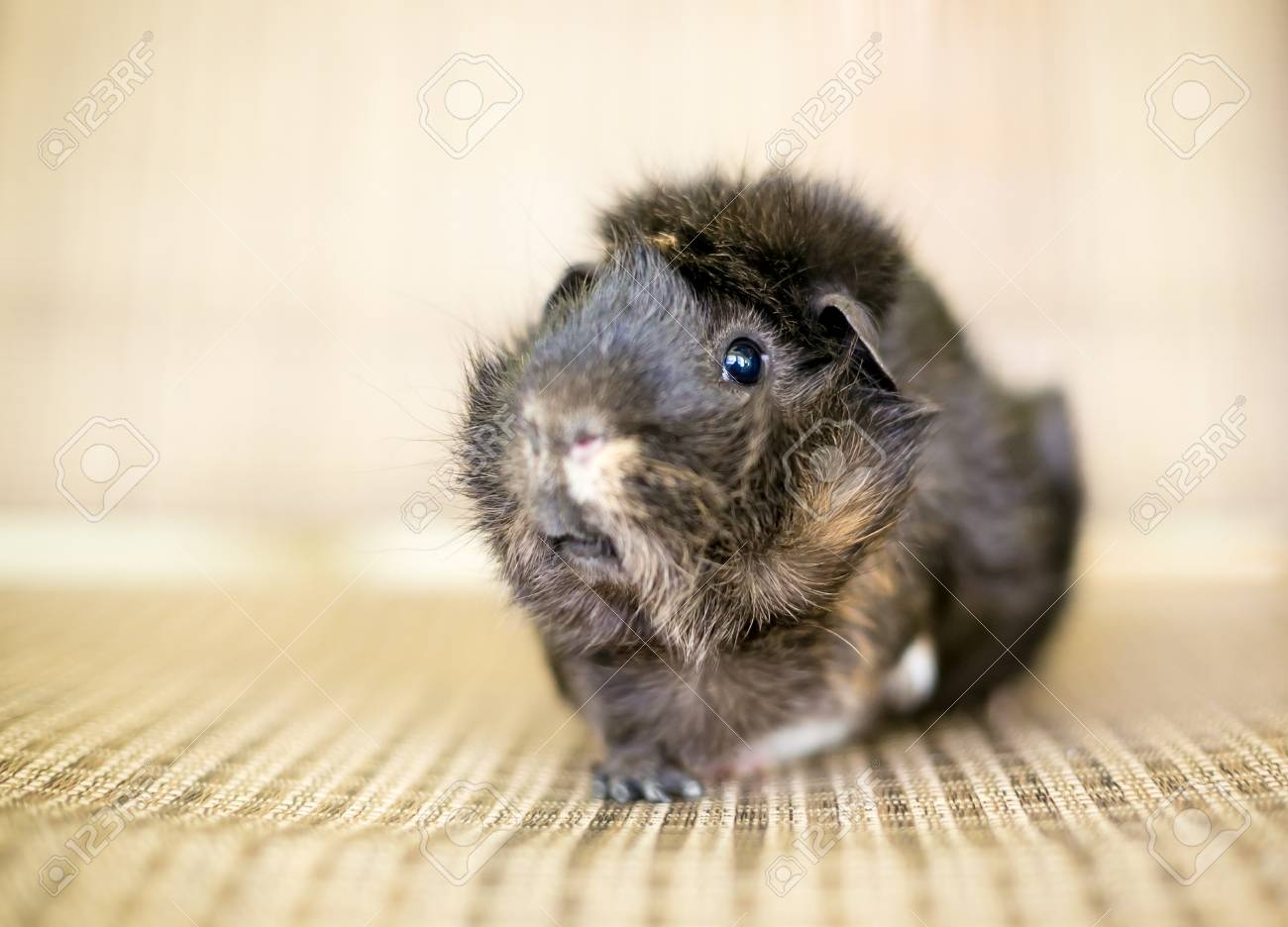 Tortoiseshell Abyssinian Guinea Pig 2025