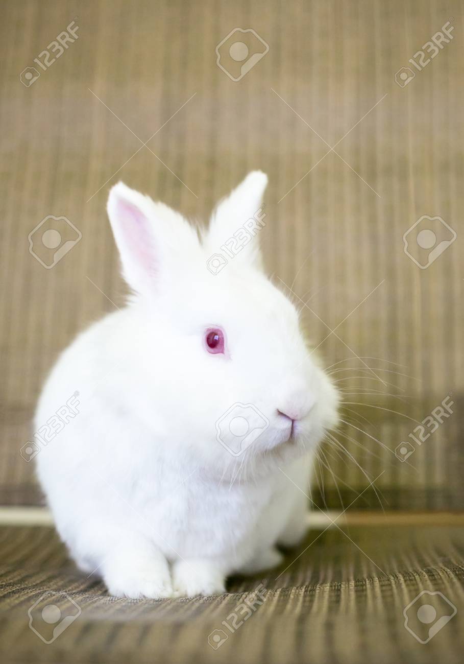 albino dwarf rabbit