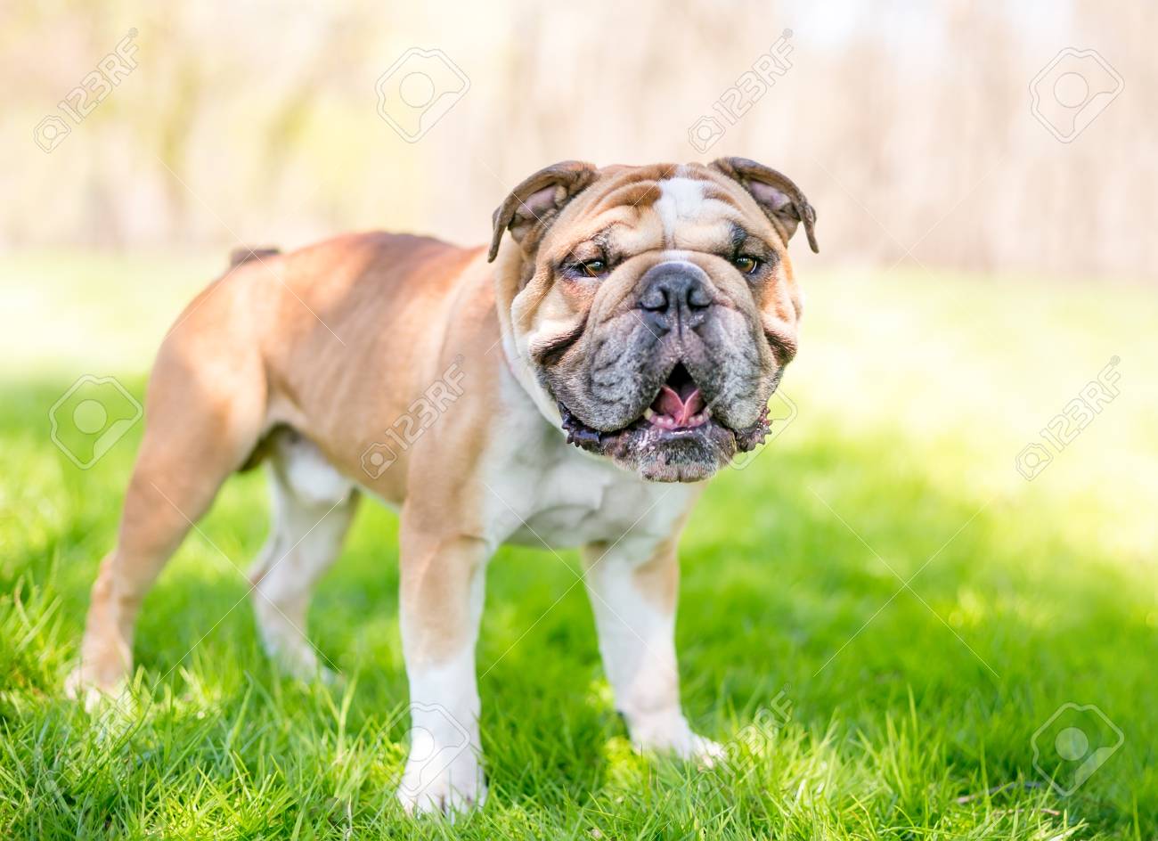 Eine Gluckliche Englische Bulldogge Im Freien Lizenzfreie Fotos Bilder Und Stock Fotografie Image 98960799
