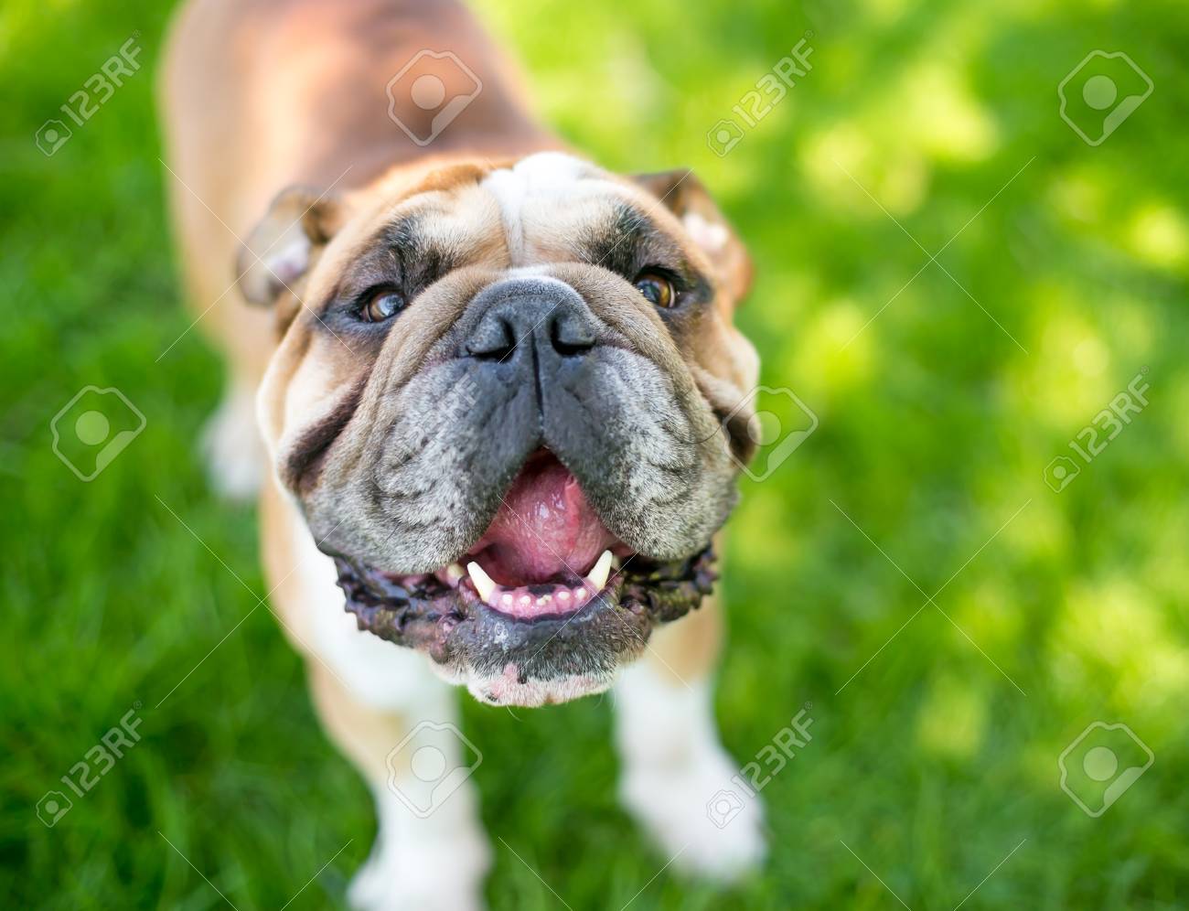 Eine Gluckliche Englische Bulldogge Im Freien Lizenzfreie Fotos Bilder Und Stock Fotografie Image 98913177