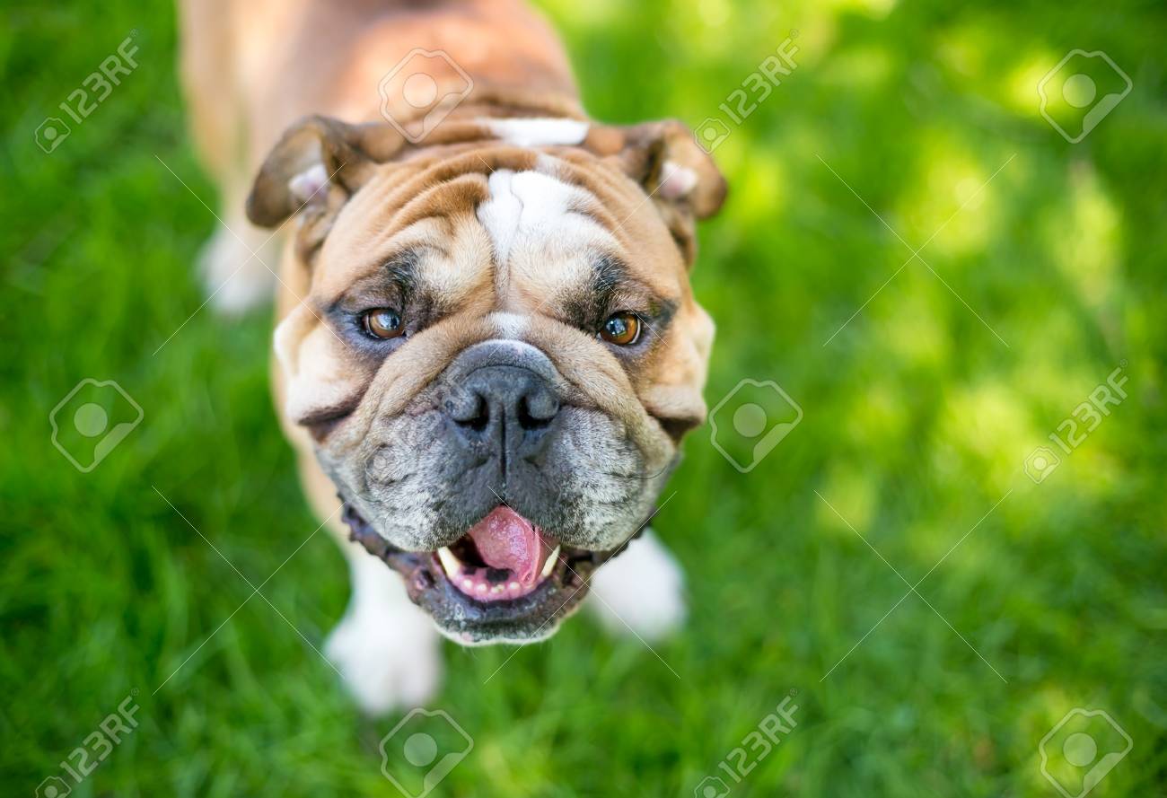 Eine Gluckliche Englische Bulldogge Im Freien Lizenzfreie Fotos Bilder Und Stock Fotografie Image 98906714