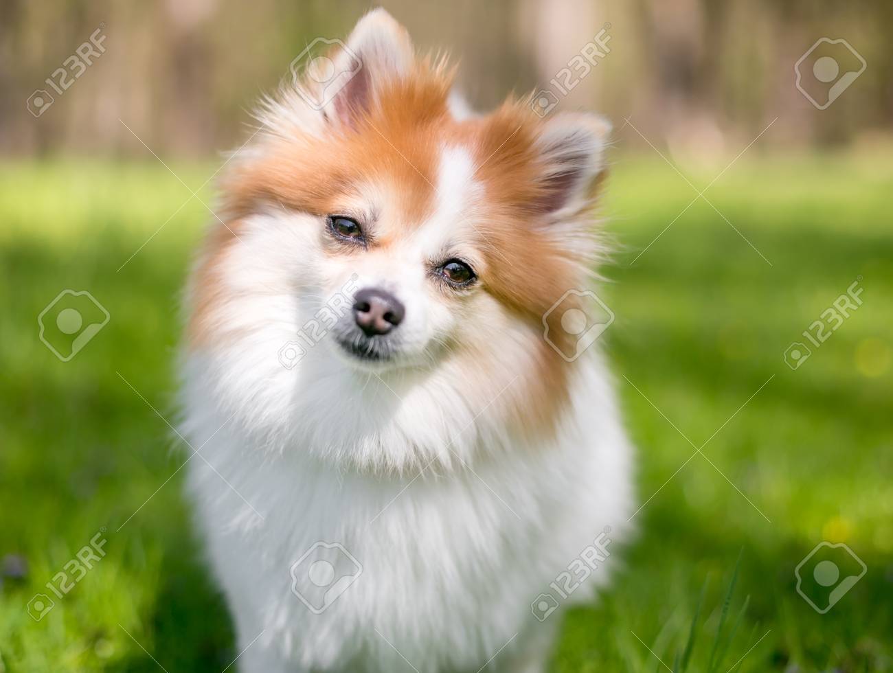 best dog diapers for dachshunds