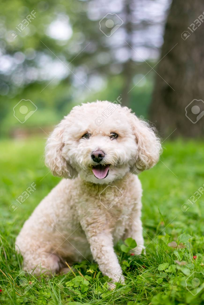 cute miniature poodle