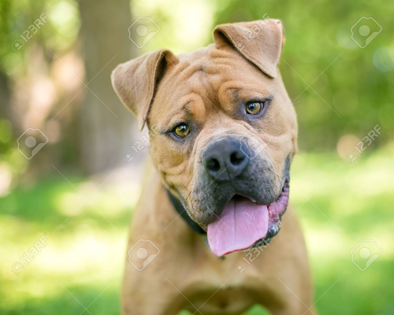 shar pei pitbull boxer mix