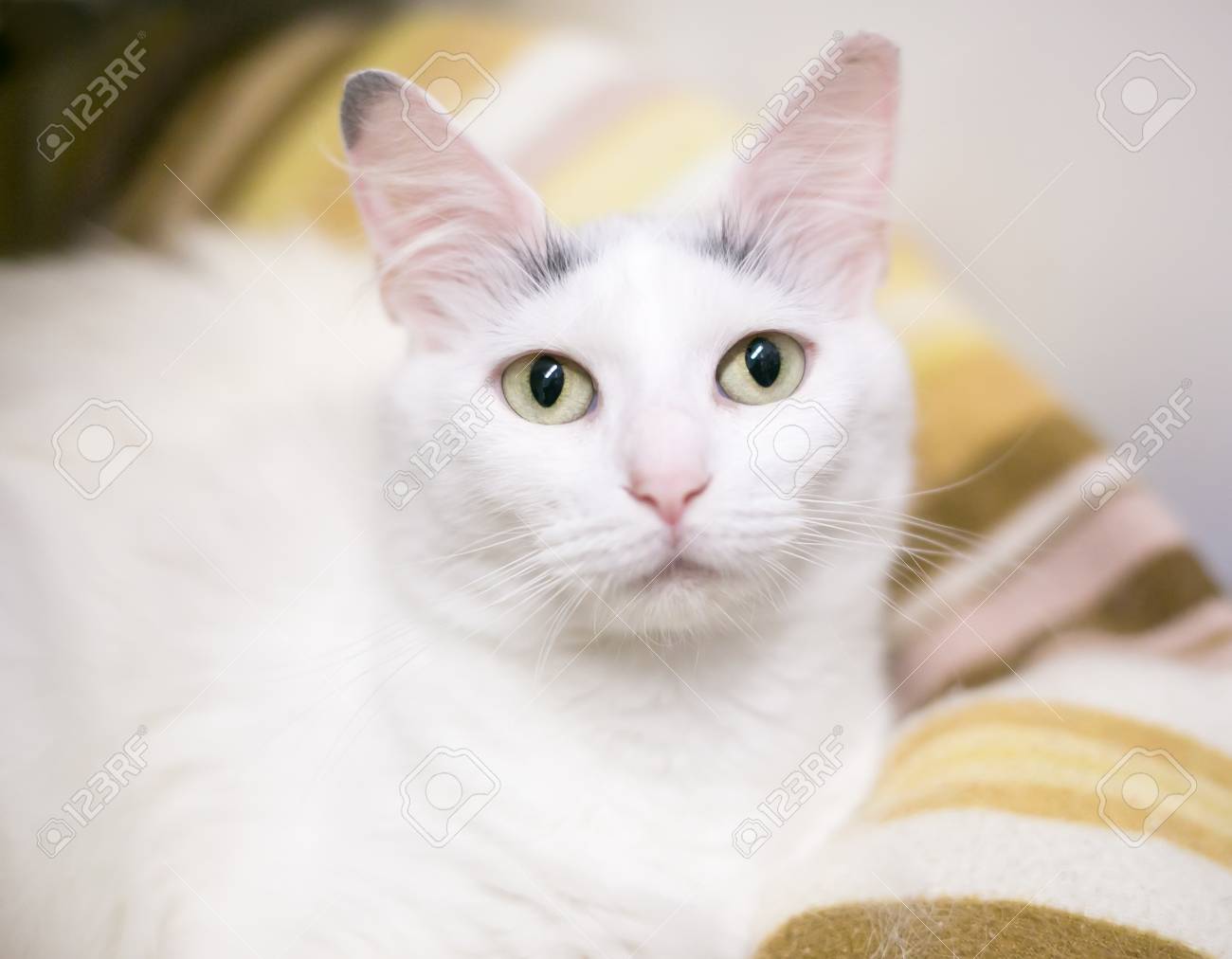 white domestic shorthair cat