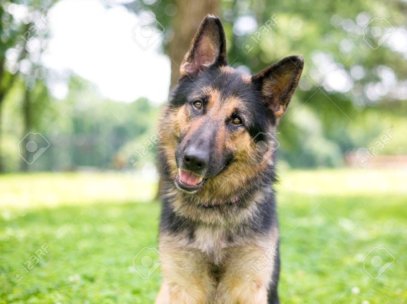 german shepherd friendly