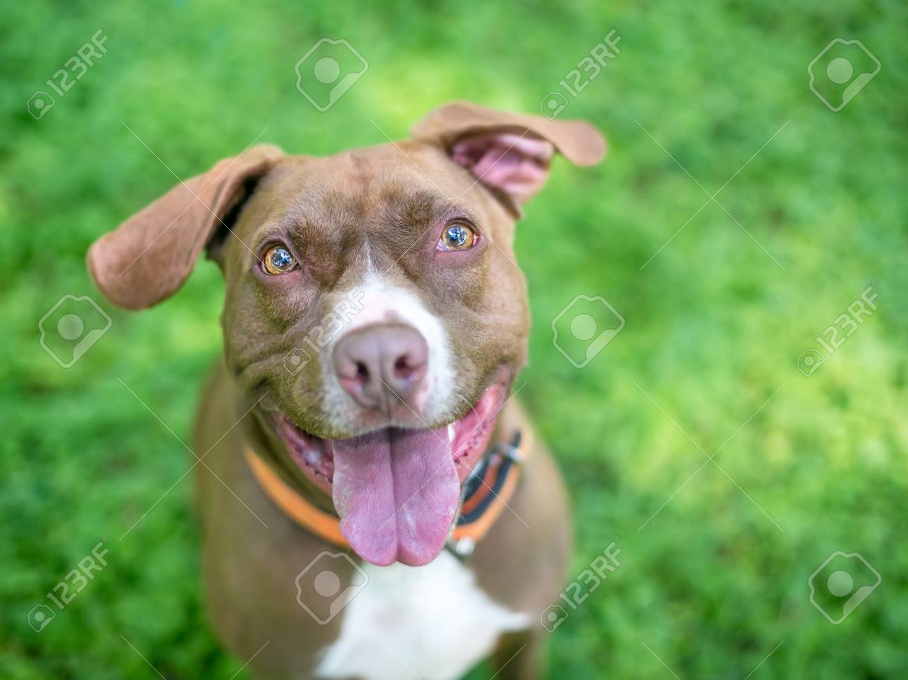 A Happy Pit Bull Terrier Labrador Retriever Mixed Breed Dog With Floppy Ears Stock Photo Picture And Royalty Free Image Image 100174643