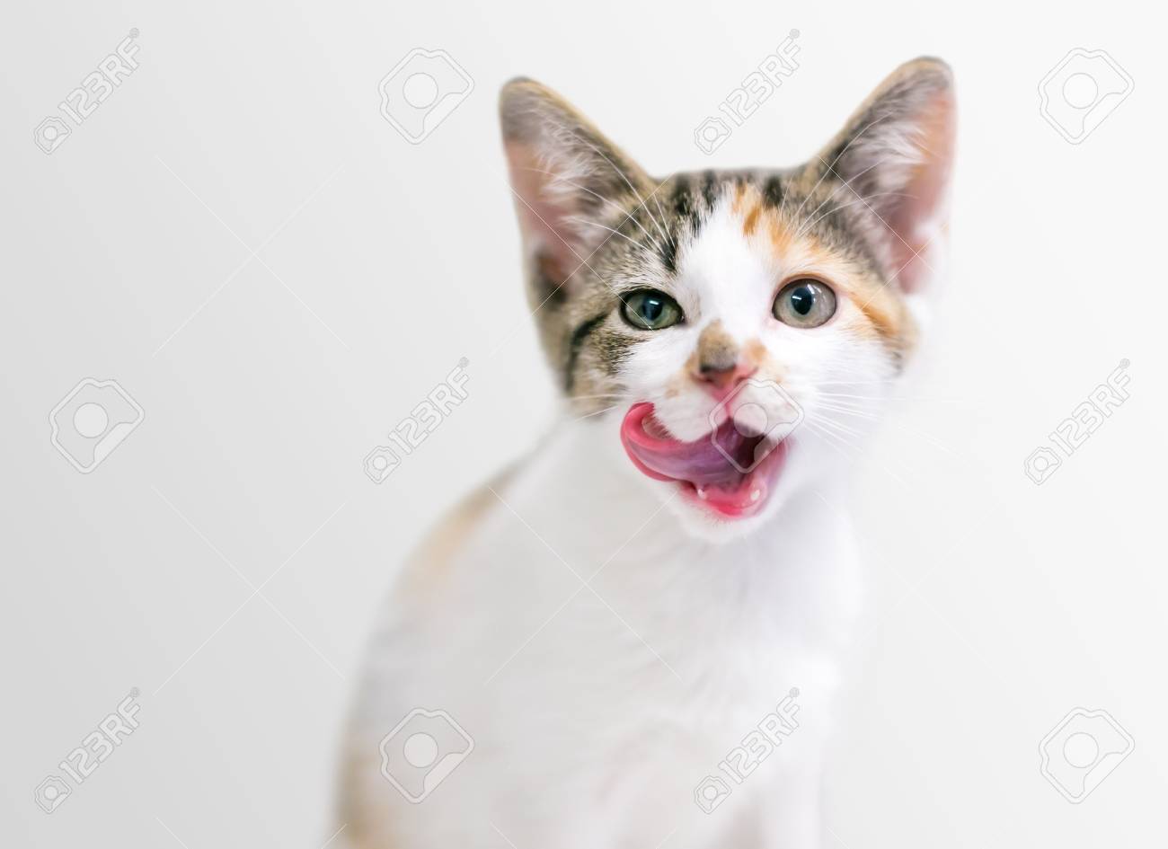 A Calico Tabby Domestic Shorthair Kitten Licking Its Lips Stock