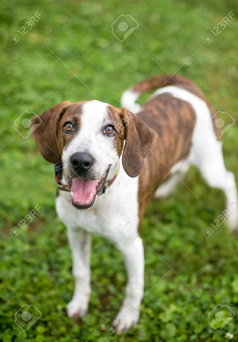 Hound Mix Brindle 2025