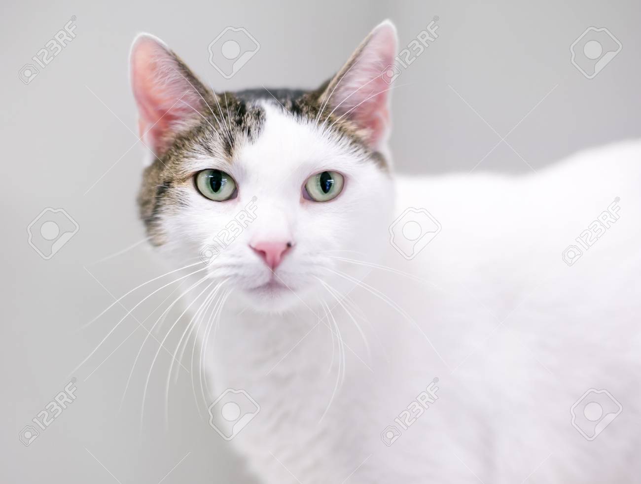 white domestic shorthair cat