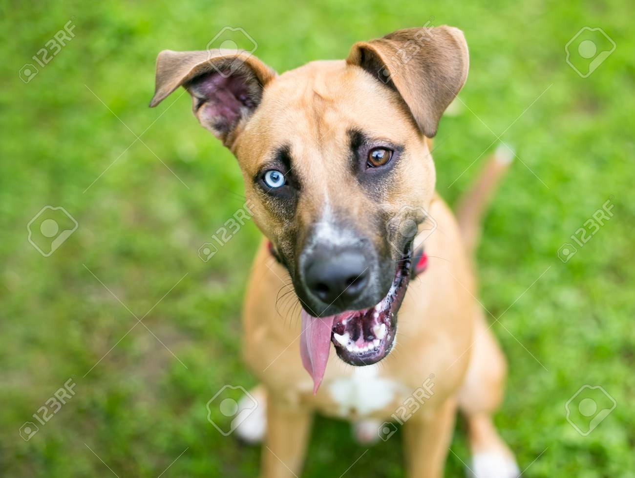 A Mixed Breed Dog With Heterochromia One Blue Eye And One Brown Stock Photo Picture And Royalty Free Image Image