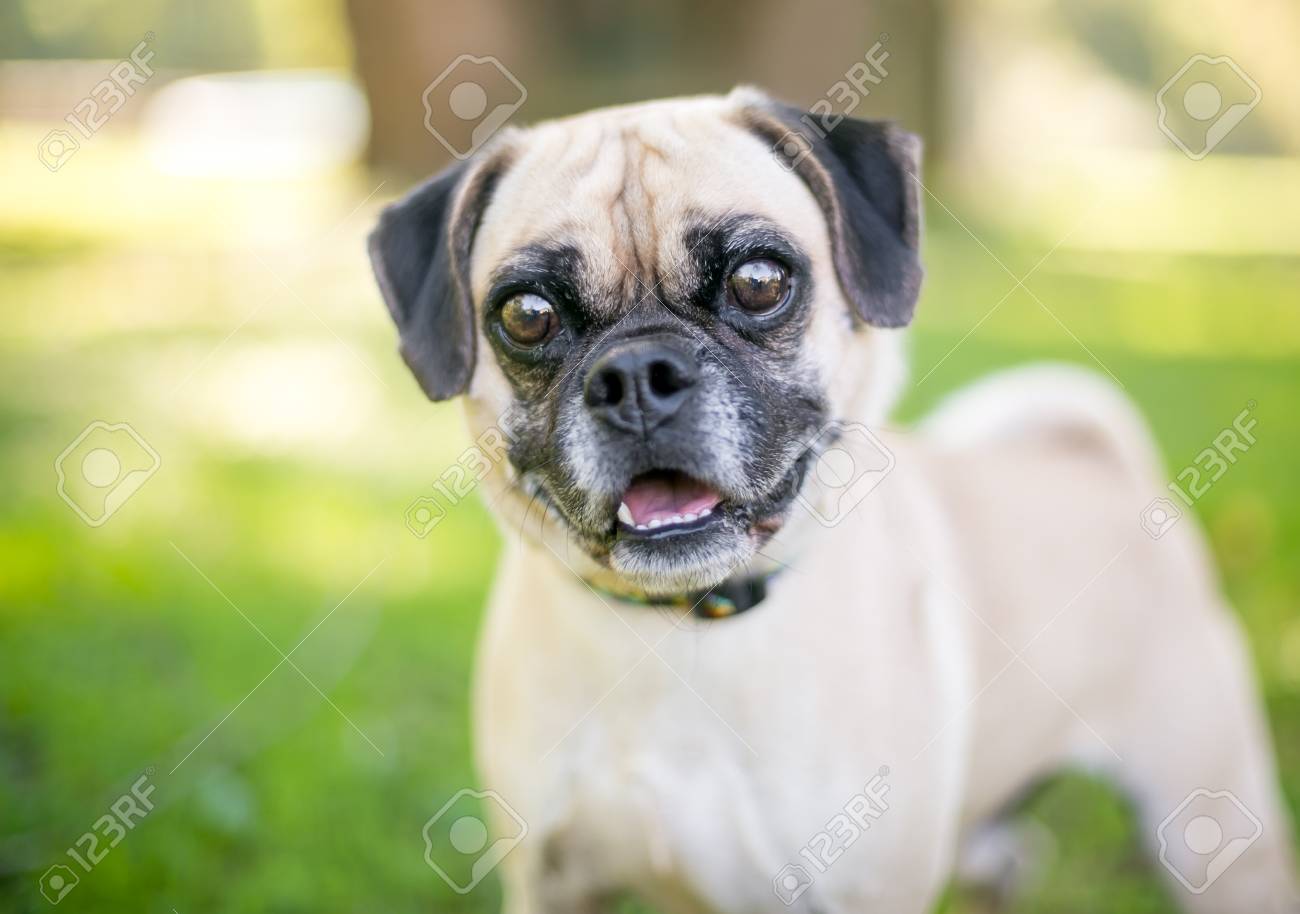 Pug Breed Mixes Cute Pug Mix 2025