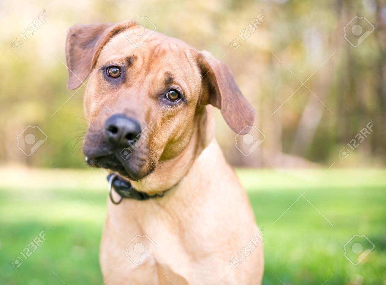 ridgeback catahoula