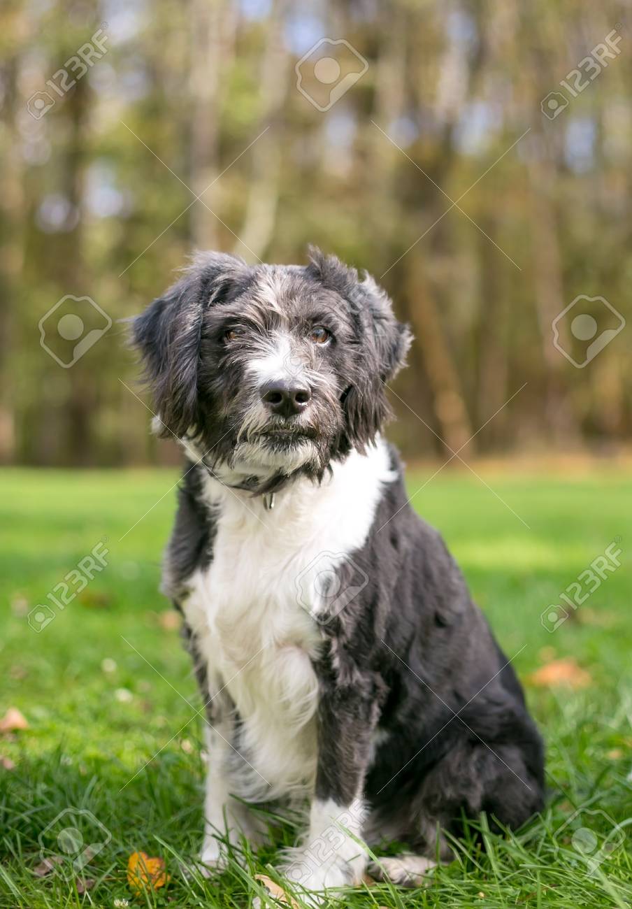 coton de tulear breeders near me