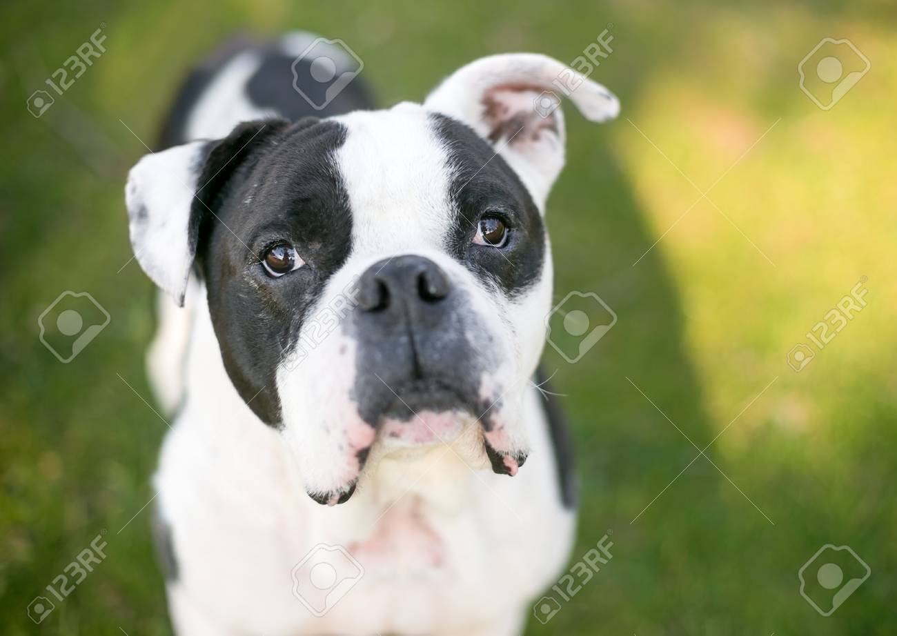 black and white mutt dog