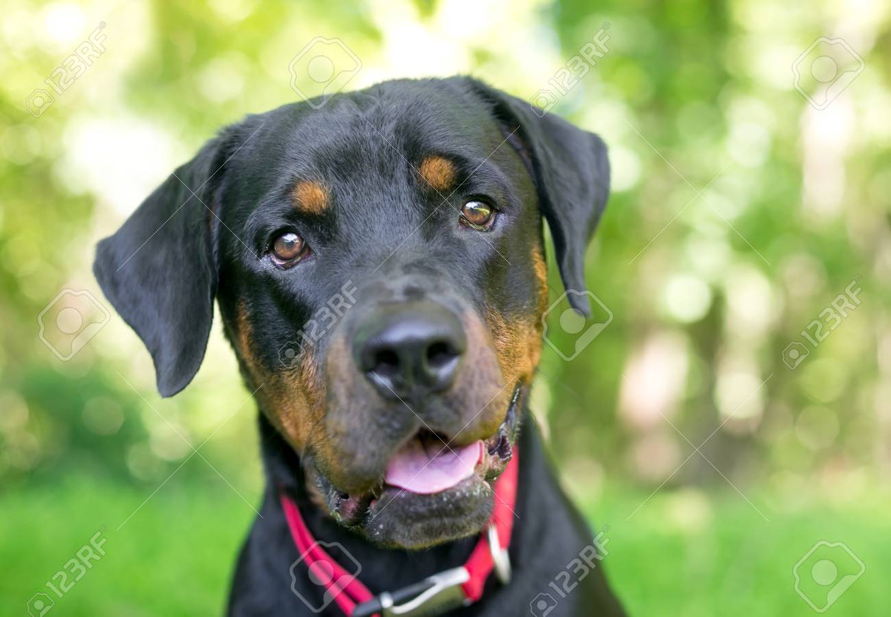 rottweiler puppy collar