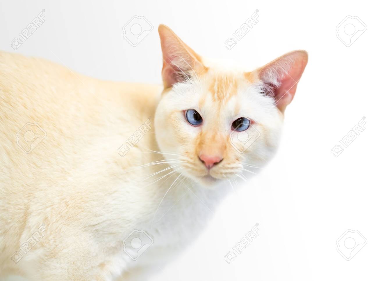 a siamese cat with