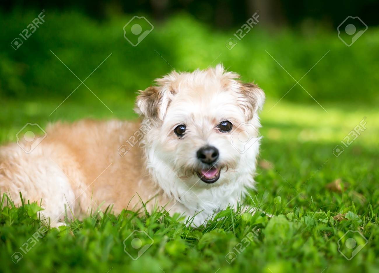 cute miniature poodle