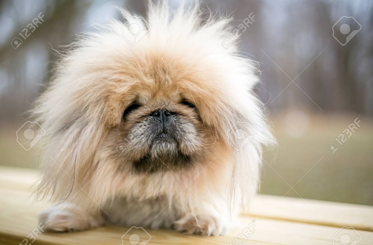 A fuzzy purebred Pekingese dog - 125359980 A fuzzy purebred Pekingese dog - 125359980