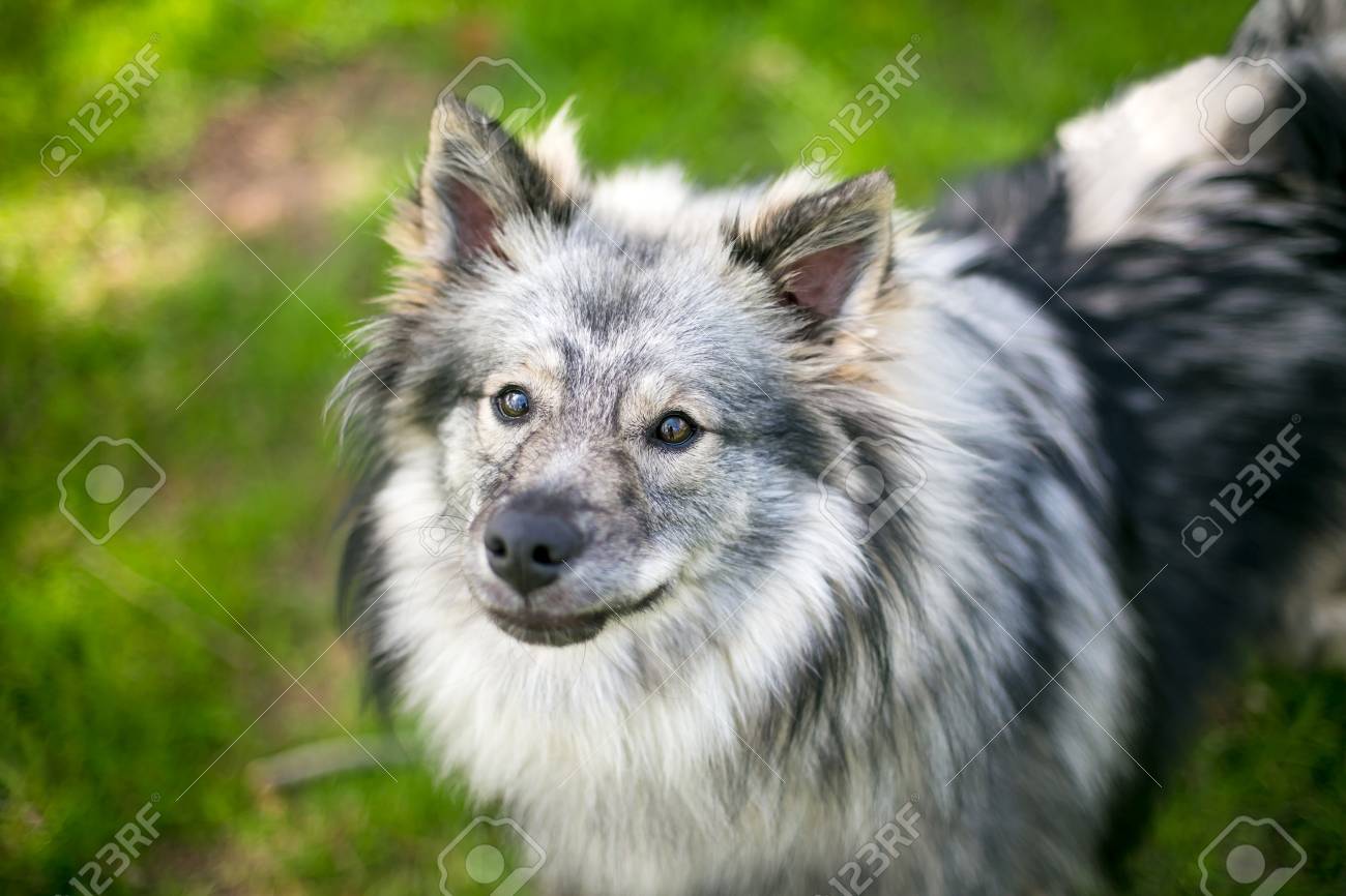black keeshond