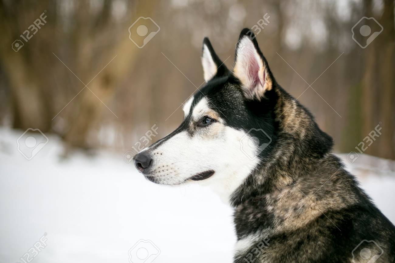 cane husky malamute