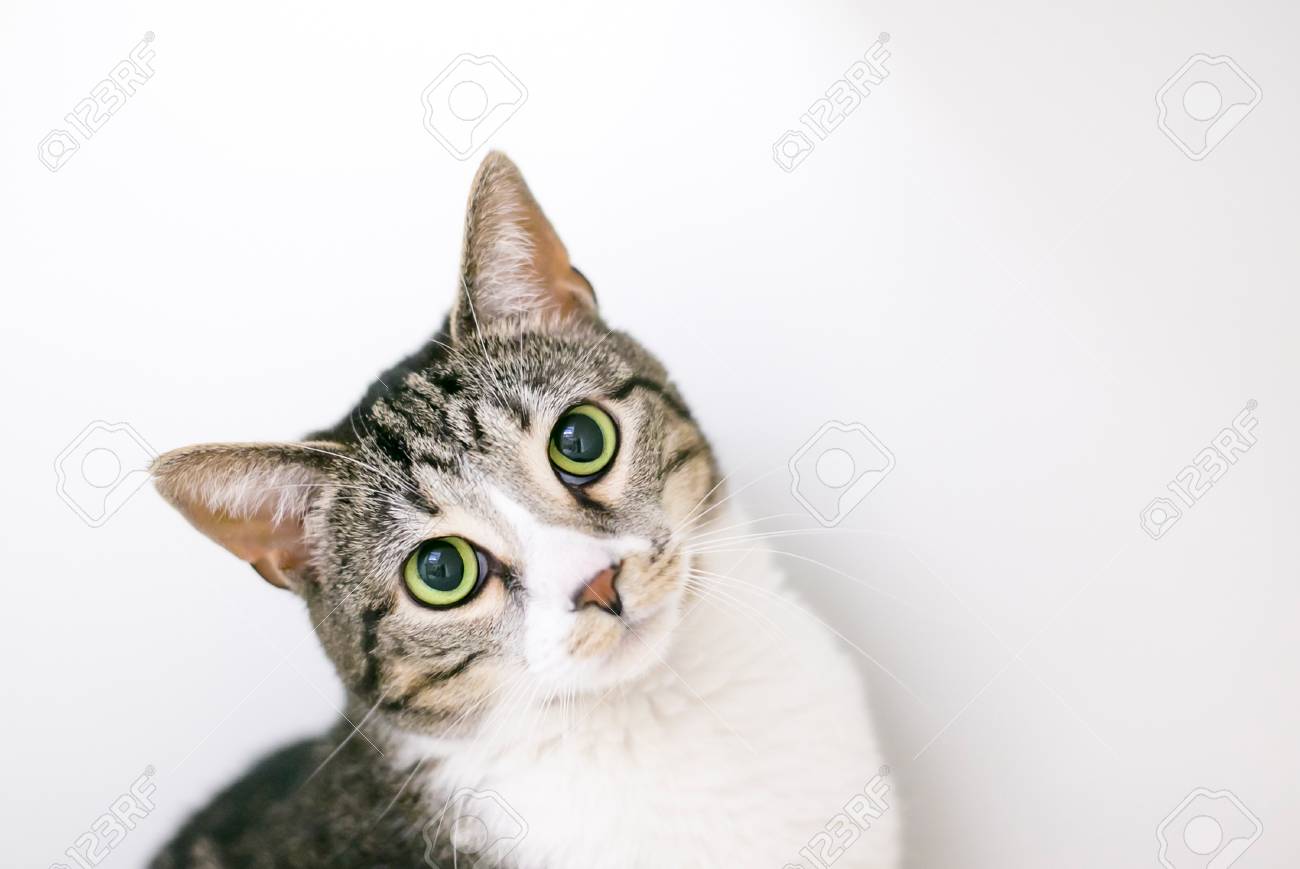A Brown Tabby And White Domestic Shorthair Cat With Dilated Pupils Stock  Photo, Picture and Royalty Free Image. Image 106022695., image size:1300x869
