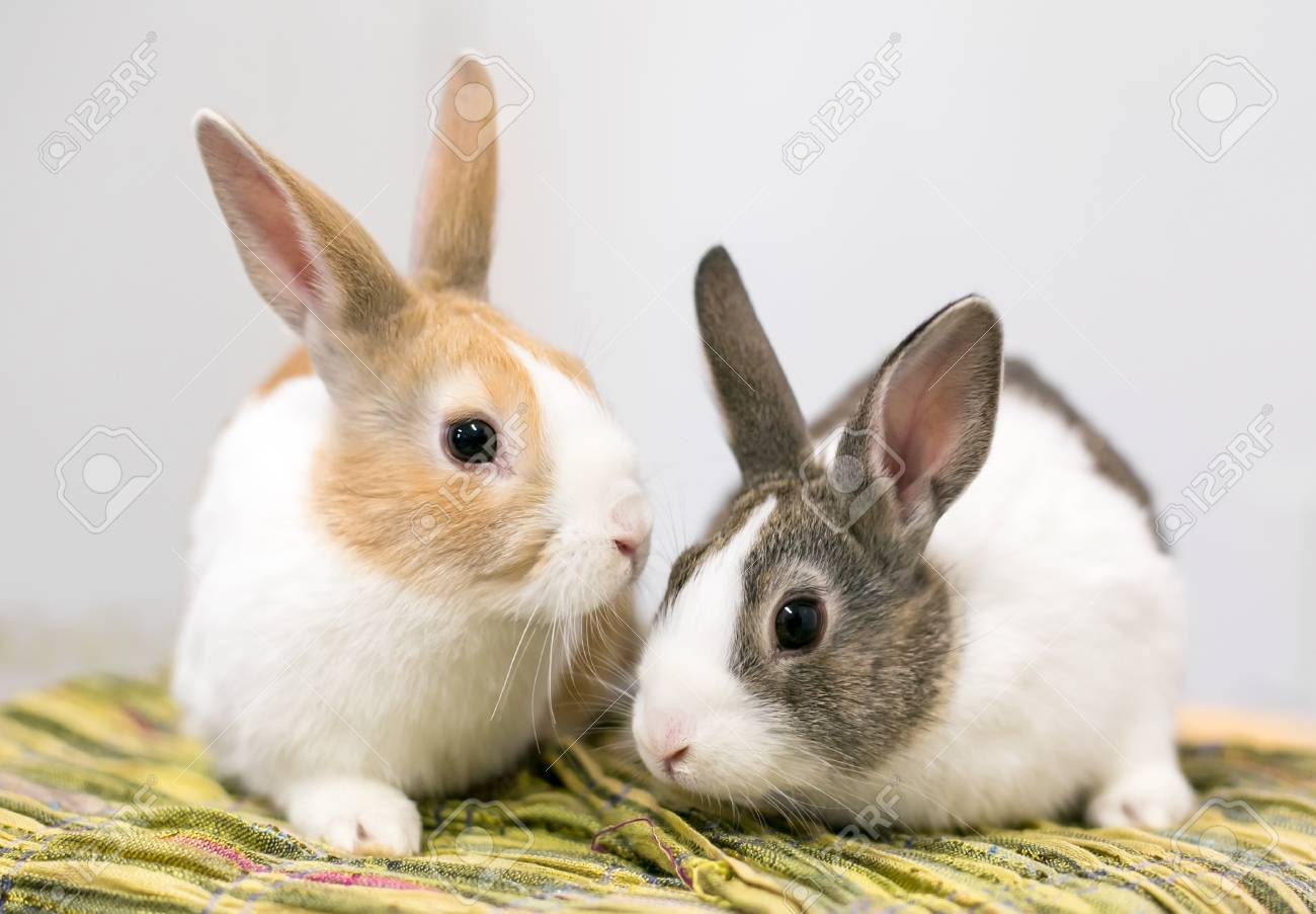 A Pair Of Domesticated Dutch Rabbits Stock Photo Picture And Royalty Free Image Image 106199529