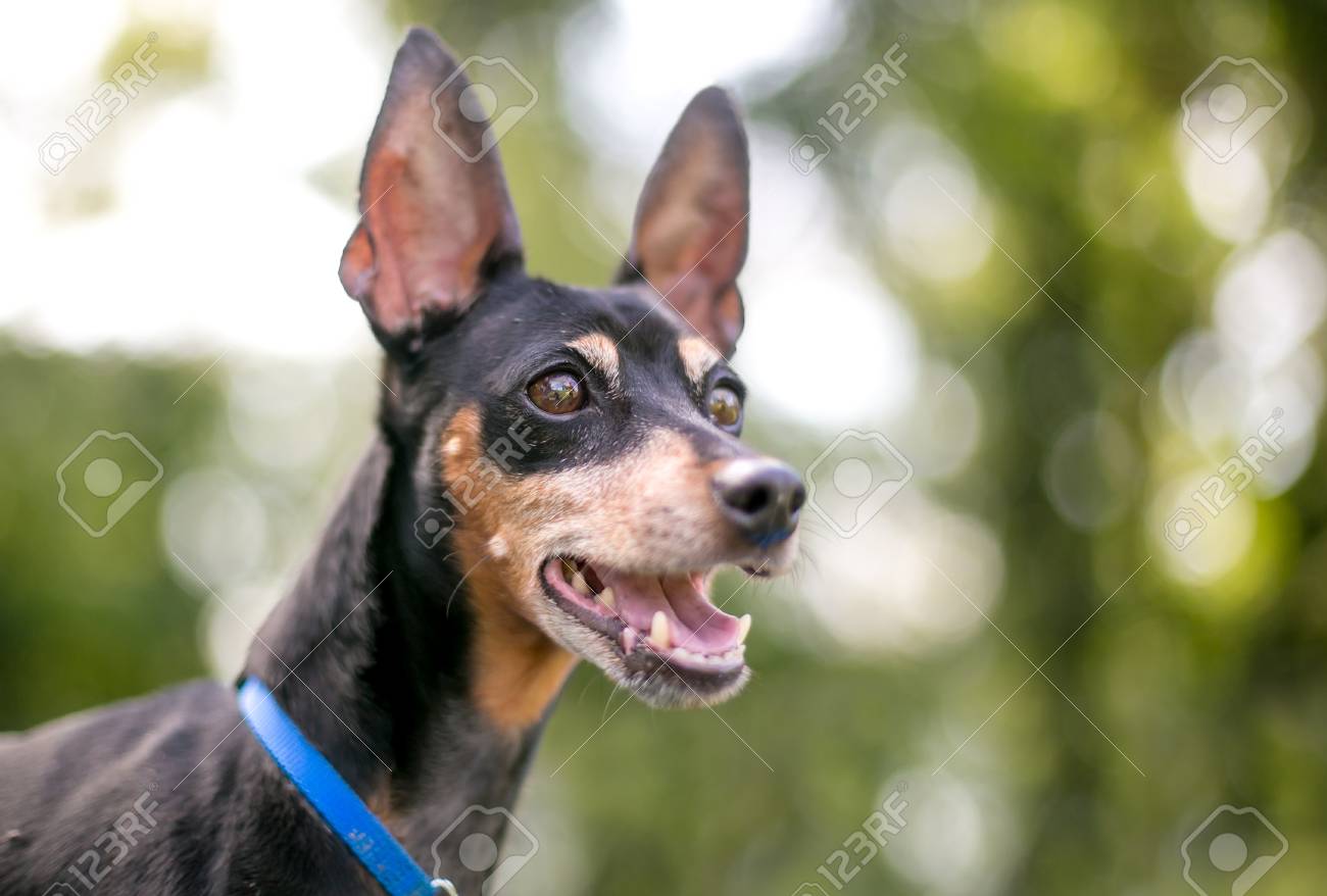 min pin uncropped ears