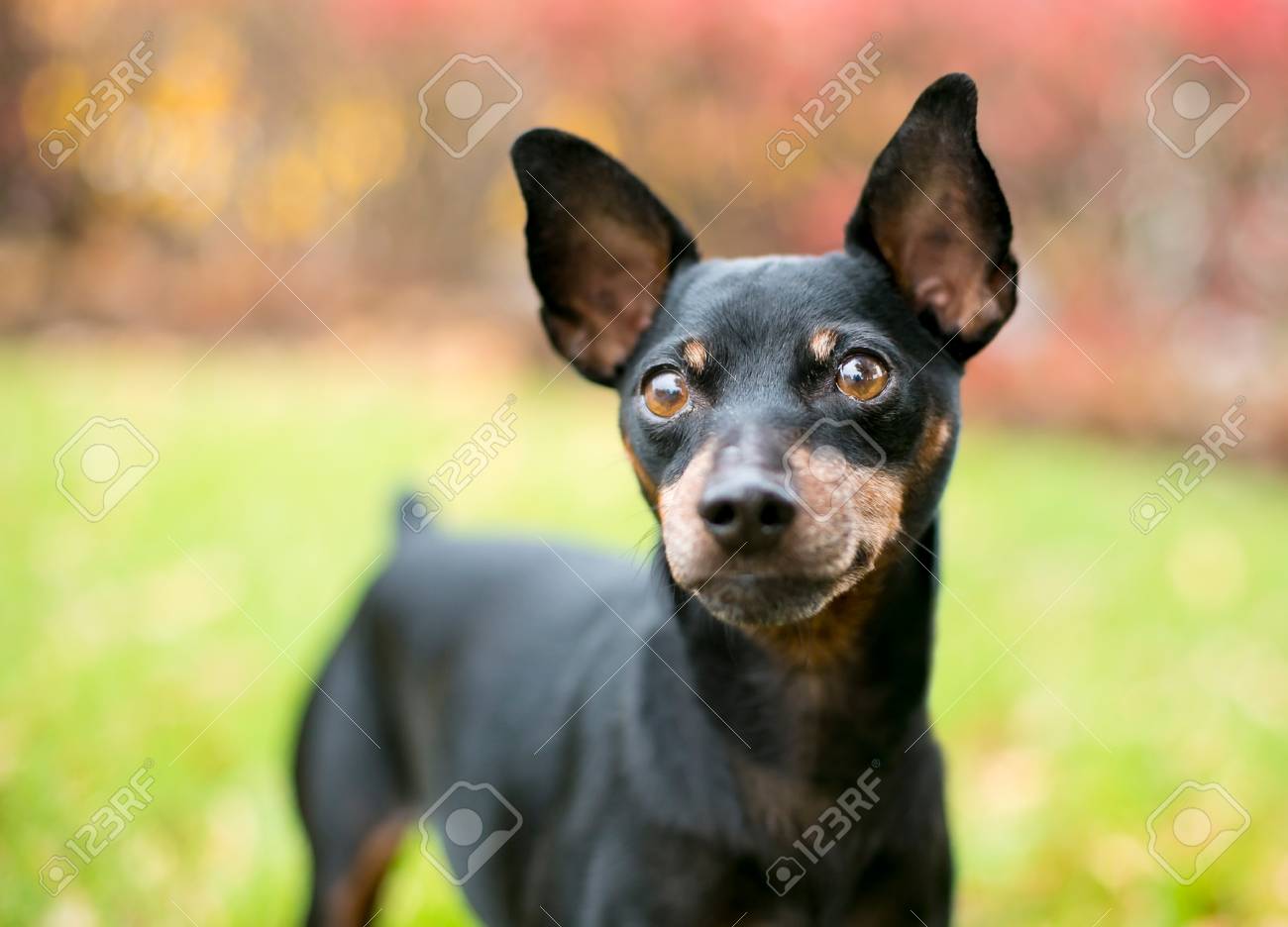 min pin uncropped ears