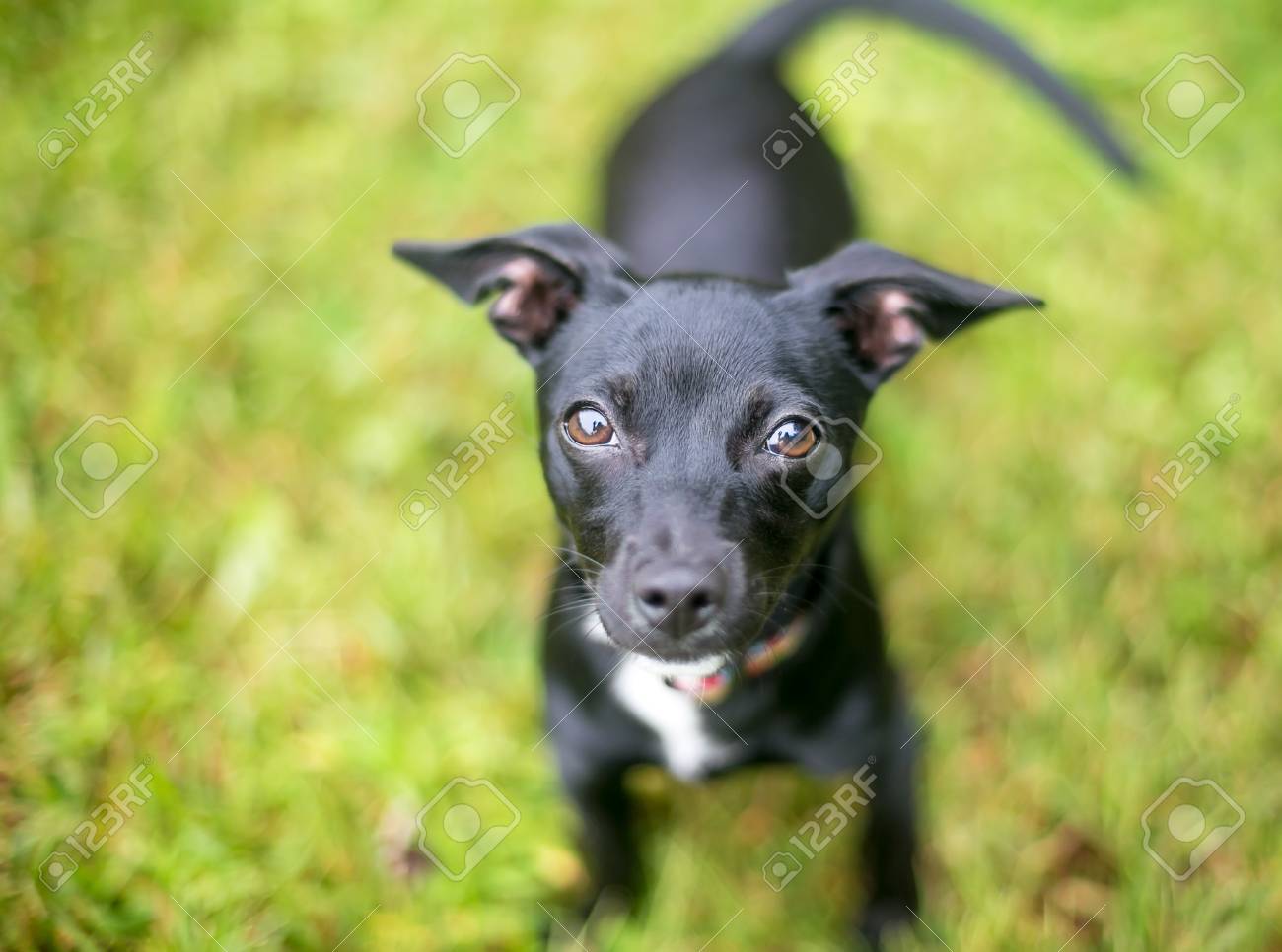 A Cute Black Chihuahua Mixed Breed Dog Looking Up At The Camera Stock Photo Picture And Royalty Free Image Image A Cute Black Chihuahua Mixed Breed Dog Looking Up At The Camera Stock Photo Picture And Royalty Free Image Image