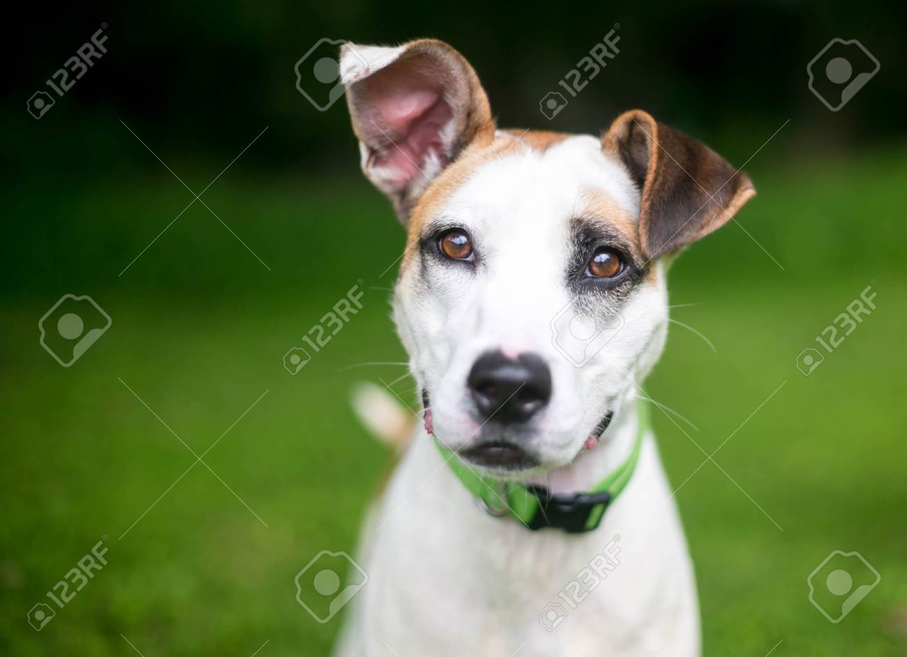 A White And Brown Hound Terrier Mixed Breed Dog Outdoors Stock