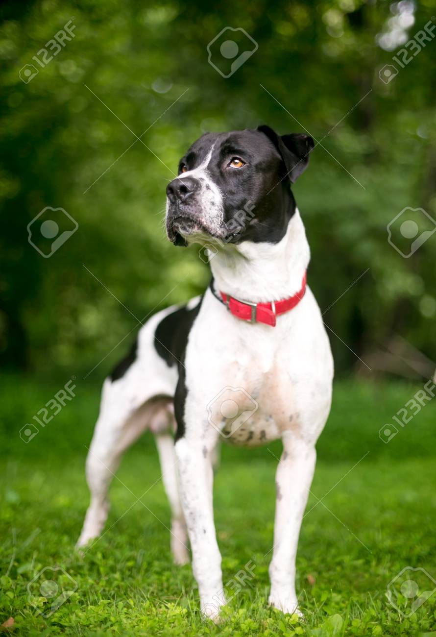 A Black And White American Bulldog Mixed Breed Dog Looking Up Stock Photo Picture And Royalty Free Image Image 103536127