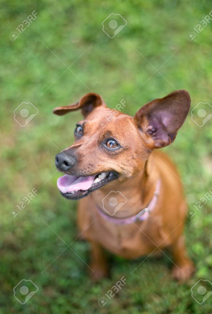 min pin uncropped ears