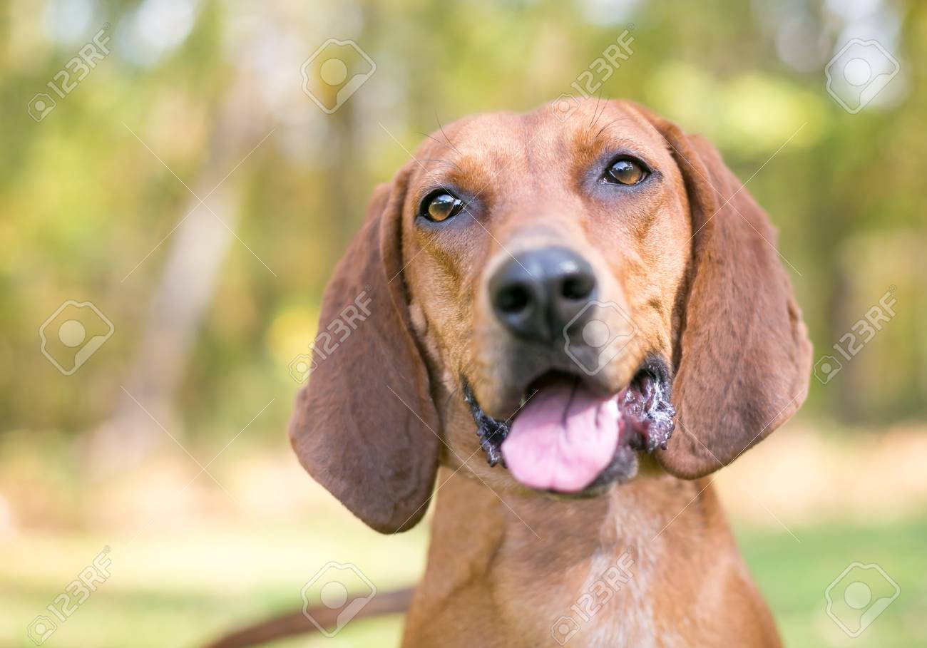 A Redbone Coonhound Dog Outdoors With A Relaxed Expression Stock Photo,  Picture and Royalty Free Image. Image 112068386., image size:1300x909