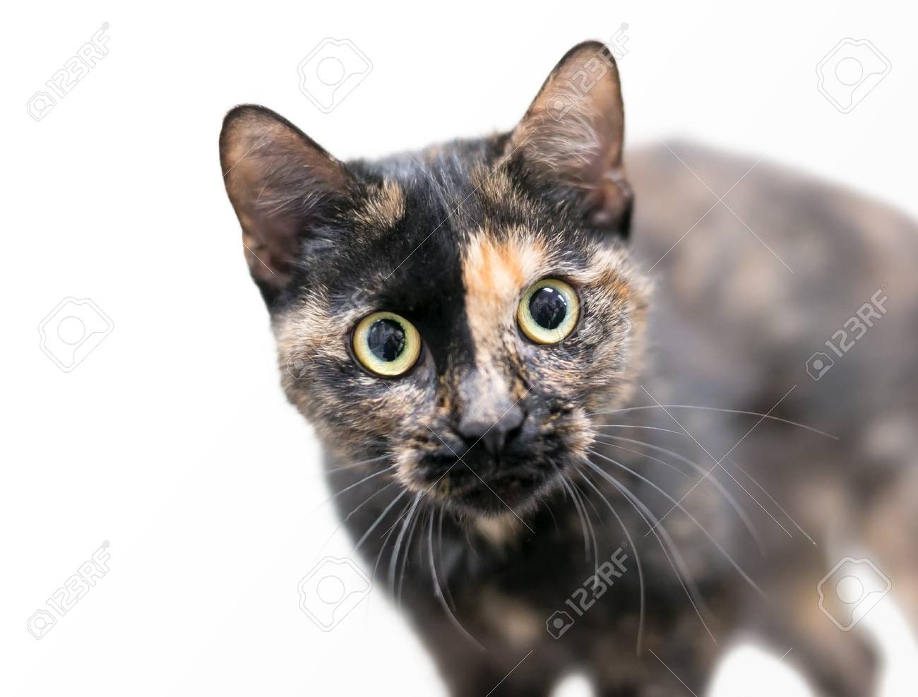 A Cute Tortoiseshell Shorthaired Cat With Big Yellow Eyes Looking