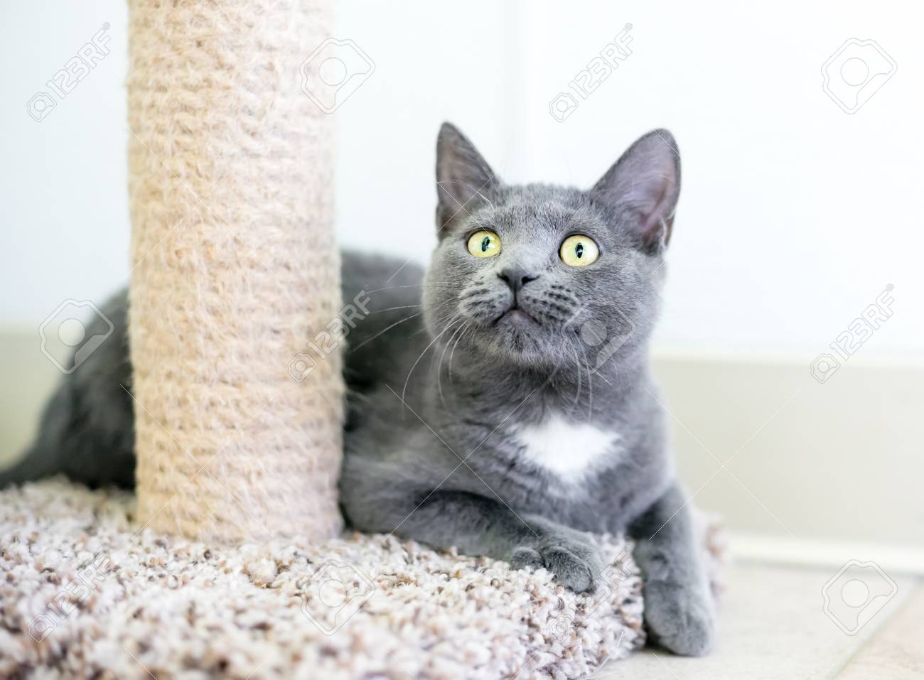 german shorthair dogs for sale