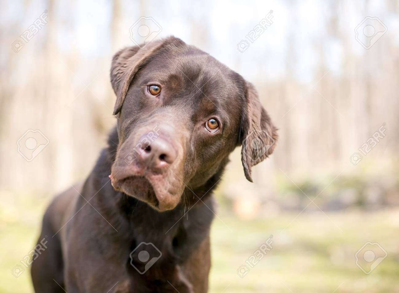 labrador dog purebred