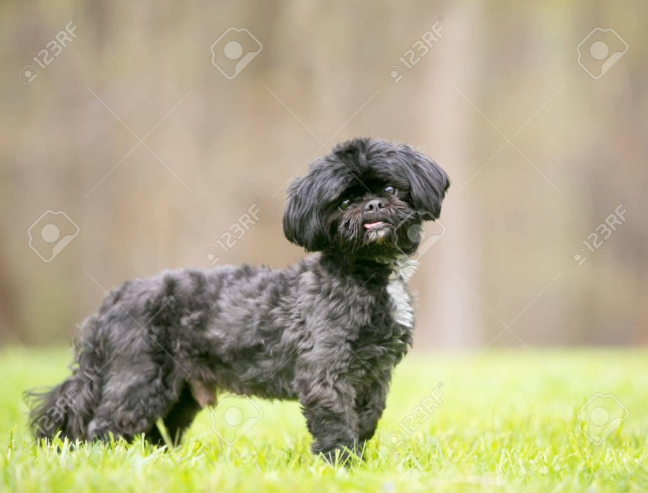 Full Grown Shih Tzu Poodle Black Shih Tzu Terrier Poodle Fox