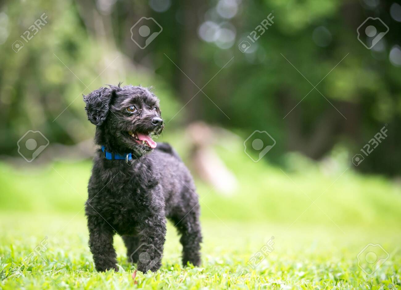 small black poodle
