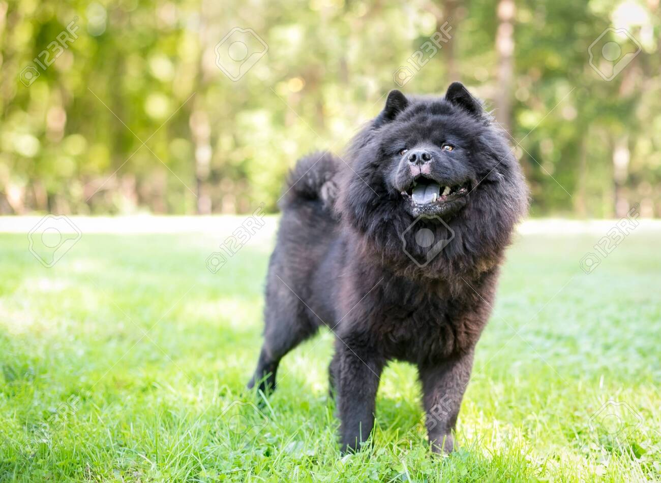 a black chow chow