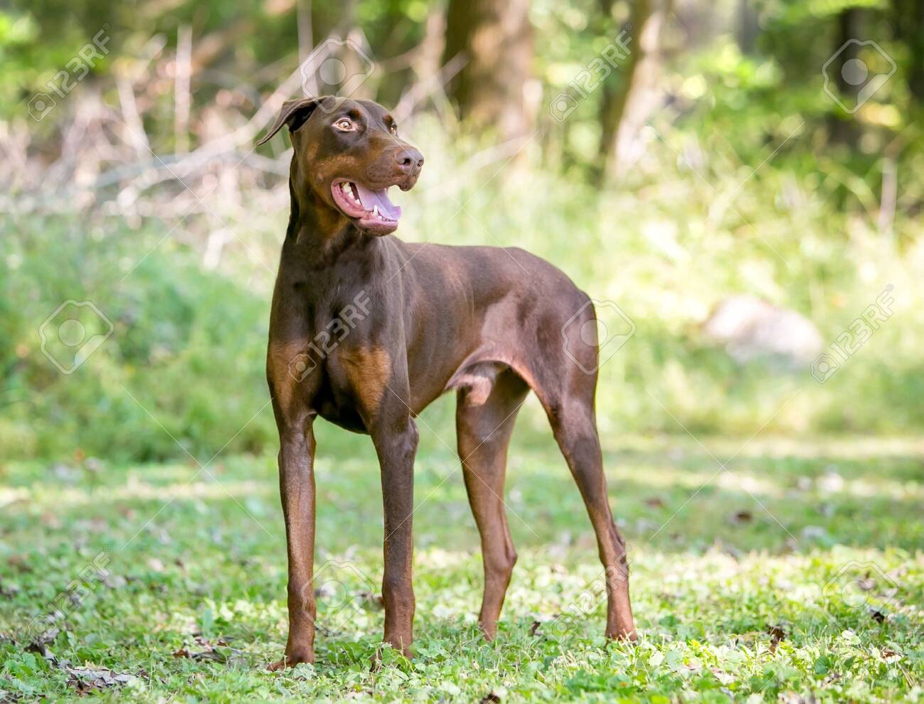 A Red Doberman Pinscher Dog With Natural Uncropped Ears Standing Outdoors Stock Photo Picture And Royalty Free Image Image 135192681