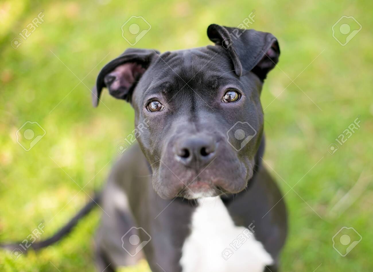 floppy ear bull terrier