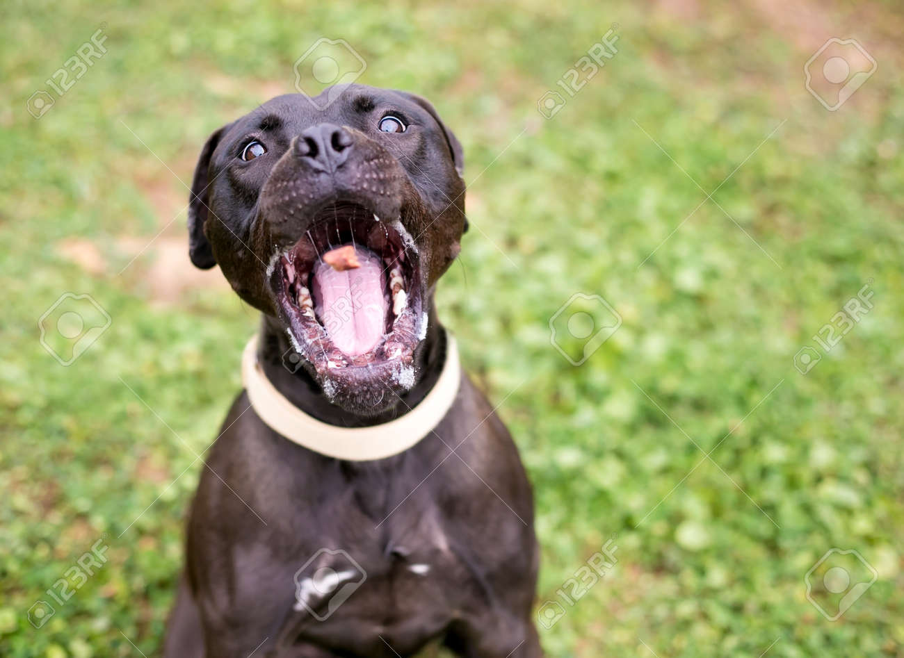 A black Pit Bull Terrier mixed breed dog opening its mouth wide to catch a treat in the air - 165602243 A black Pit Bull Terrier mixed breed dog opening its mouth wide to catch a treat in the air - 165602243