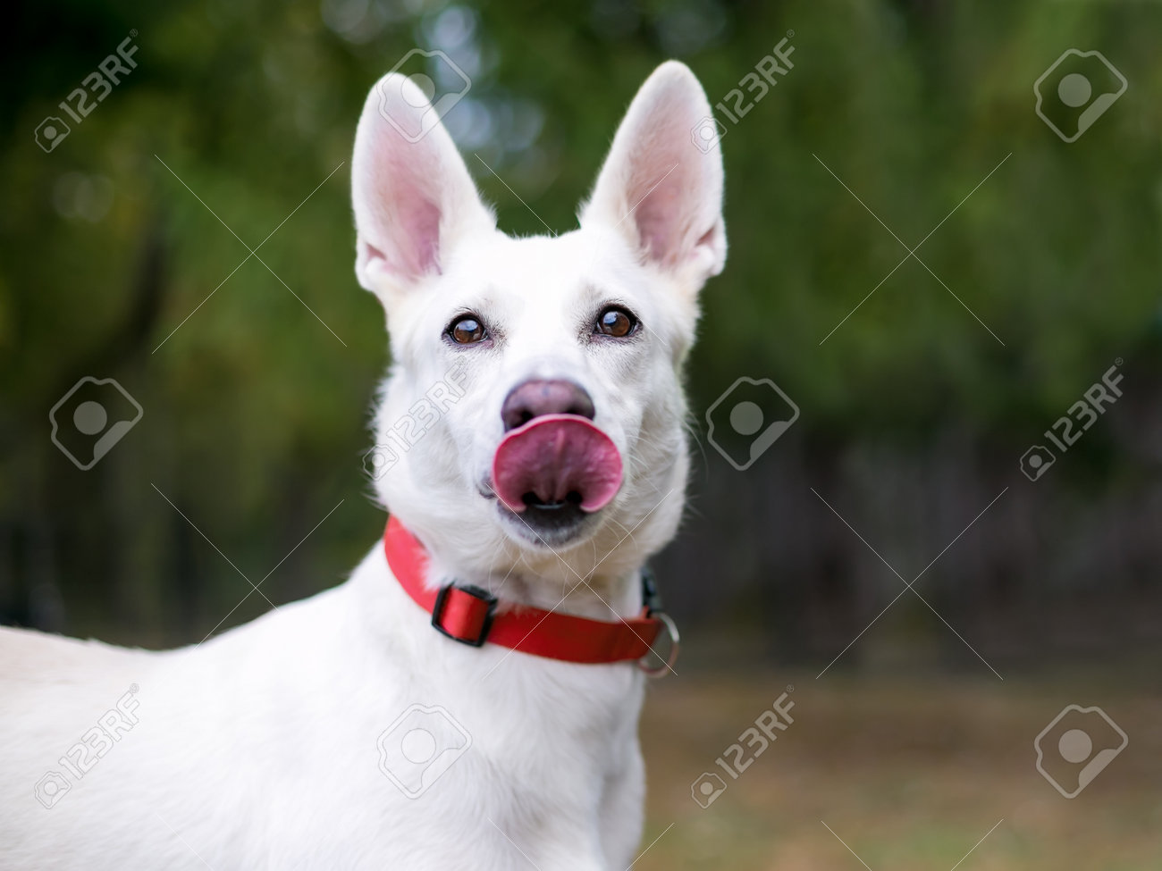 dog licking collar