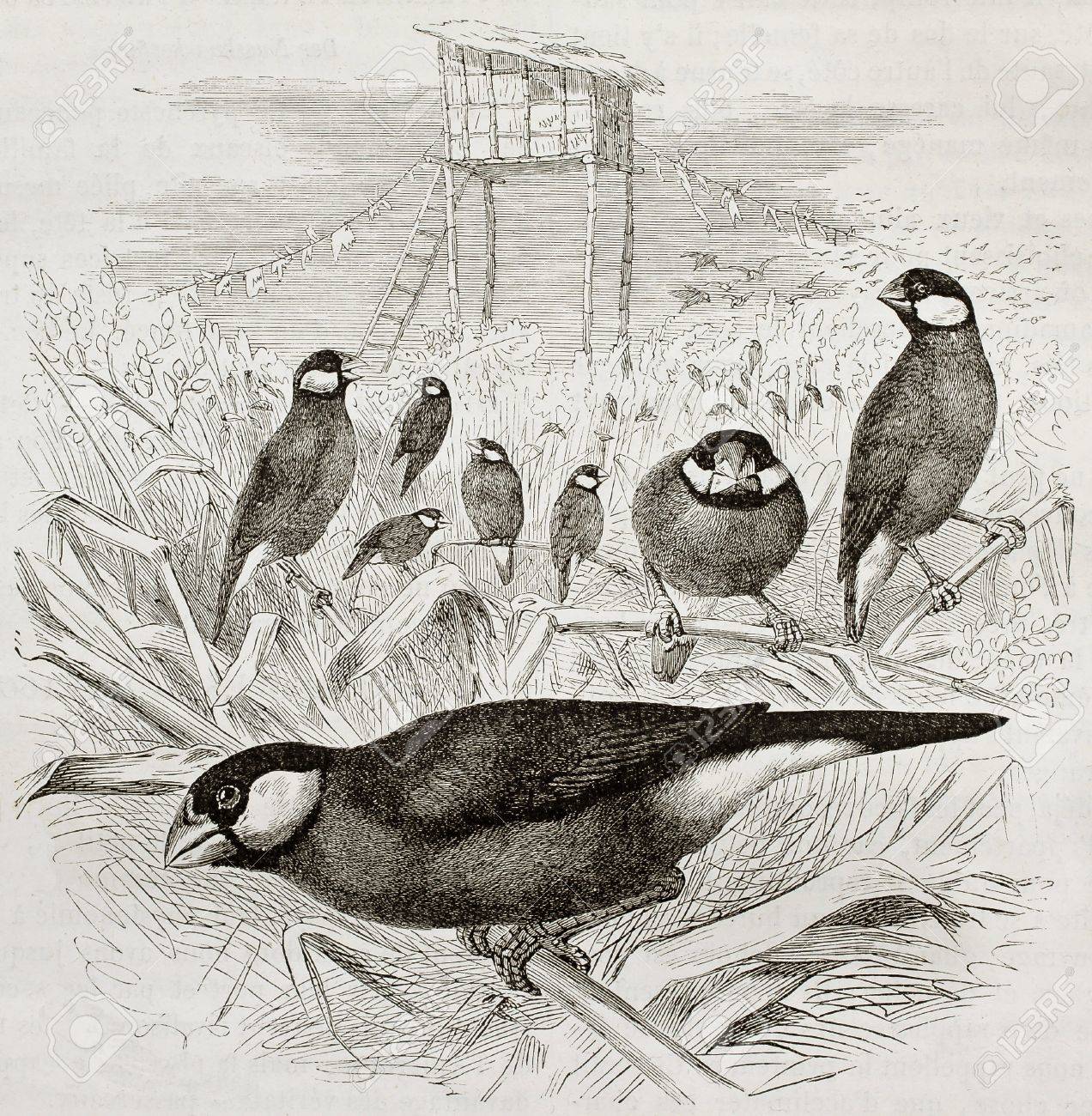 文鳥 Padda Oryzivora の古いイラスト クレッチマーと Merveilles デ ラ自然 Bailliere で公開されたシュミットによって作成された Et Fils パリ 1878年 の写真素材 画像素材 Image 15004844