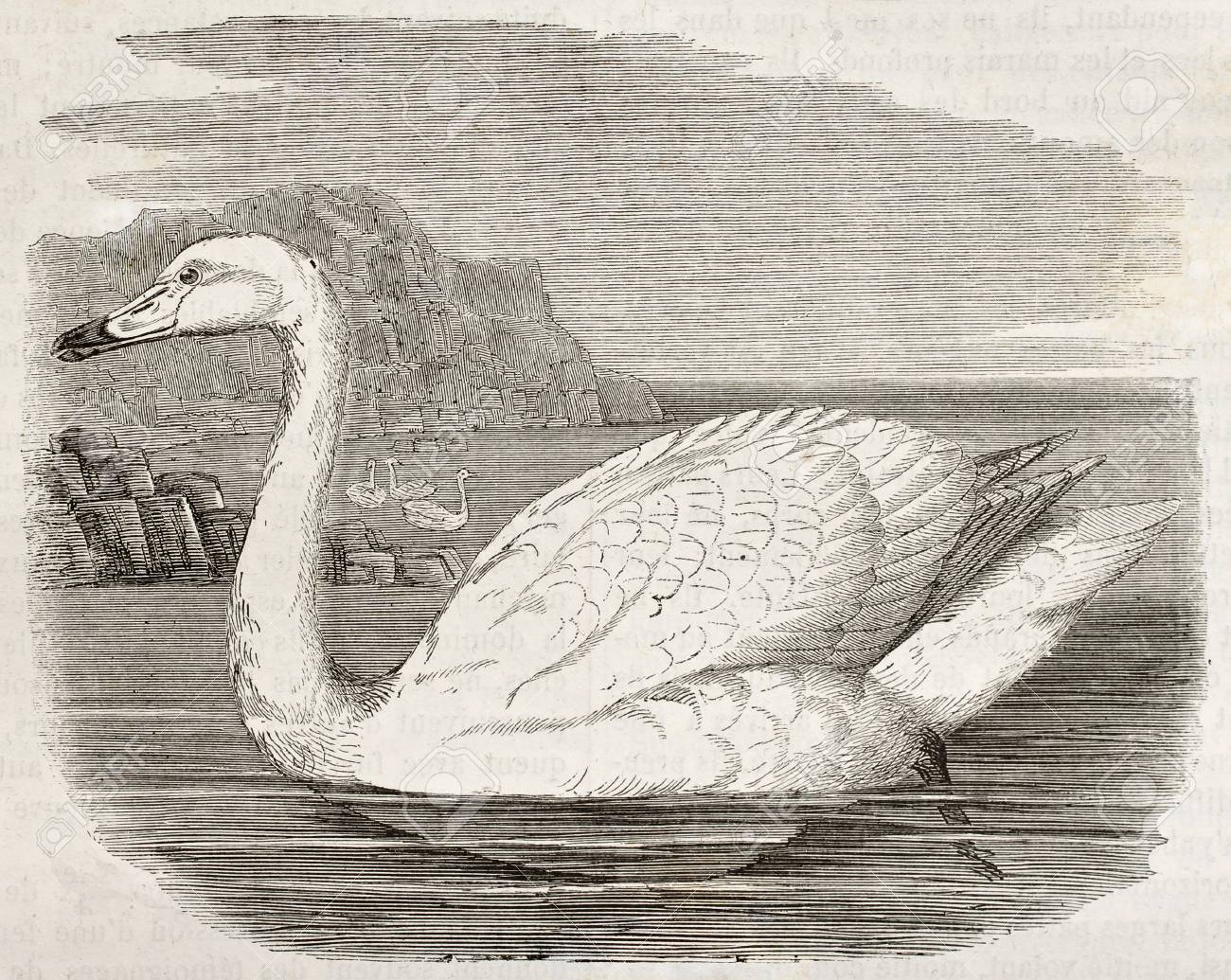 Whistling Swan Old Illustration Cygnus Columbianus Created By Kretschmer Published On Merveilles De La Nature Bailliere Et Fils Paris Ca 1878 Stock Photo Picture And Royalty Free Image Image