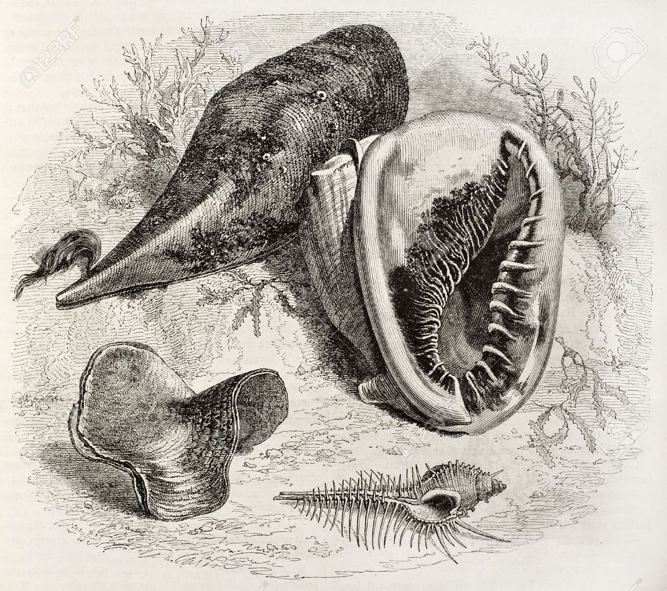 海洋生物学 様々 なシェルの古いイラスト フリーマン ガスマン 掲載されましたマガシンドス Pittoresque パリ 1850年によって作成されました の写真素材 画像素材 Image