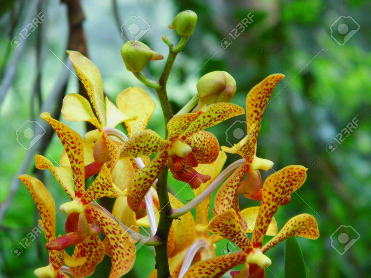 Golden Orchid Flower In Garden Stock Photo Picture And Royalty Free Image Image 34810446