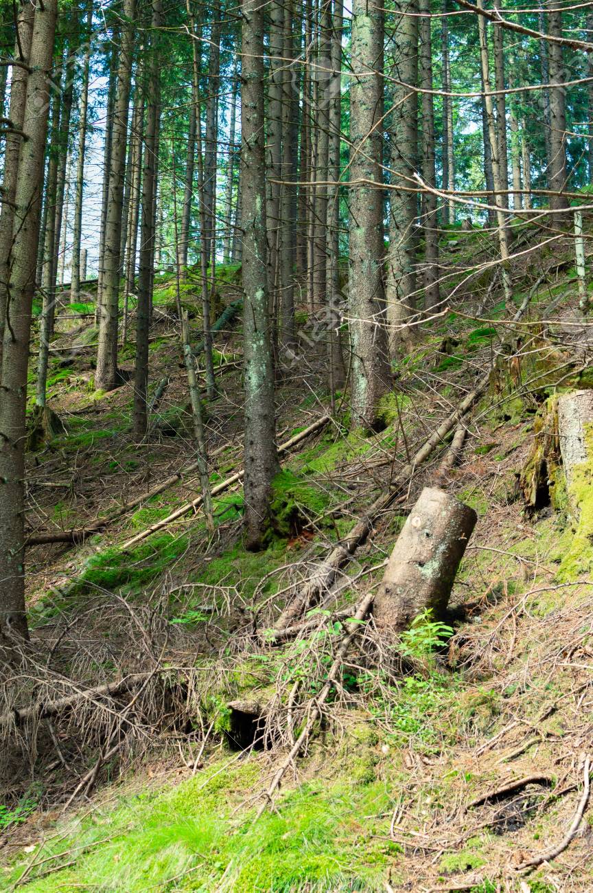 Tatra National park in Zakopane. Hiking trail in mountains. - 106023696 Tatra National park in Zakopane. Hiking trail in mountains. - 106023696
