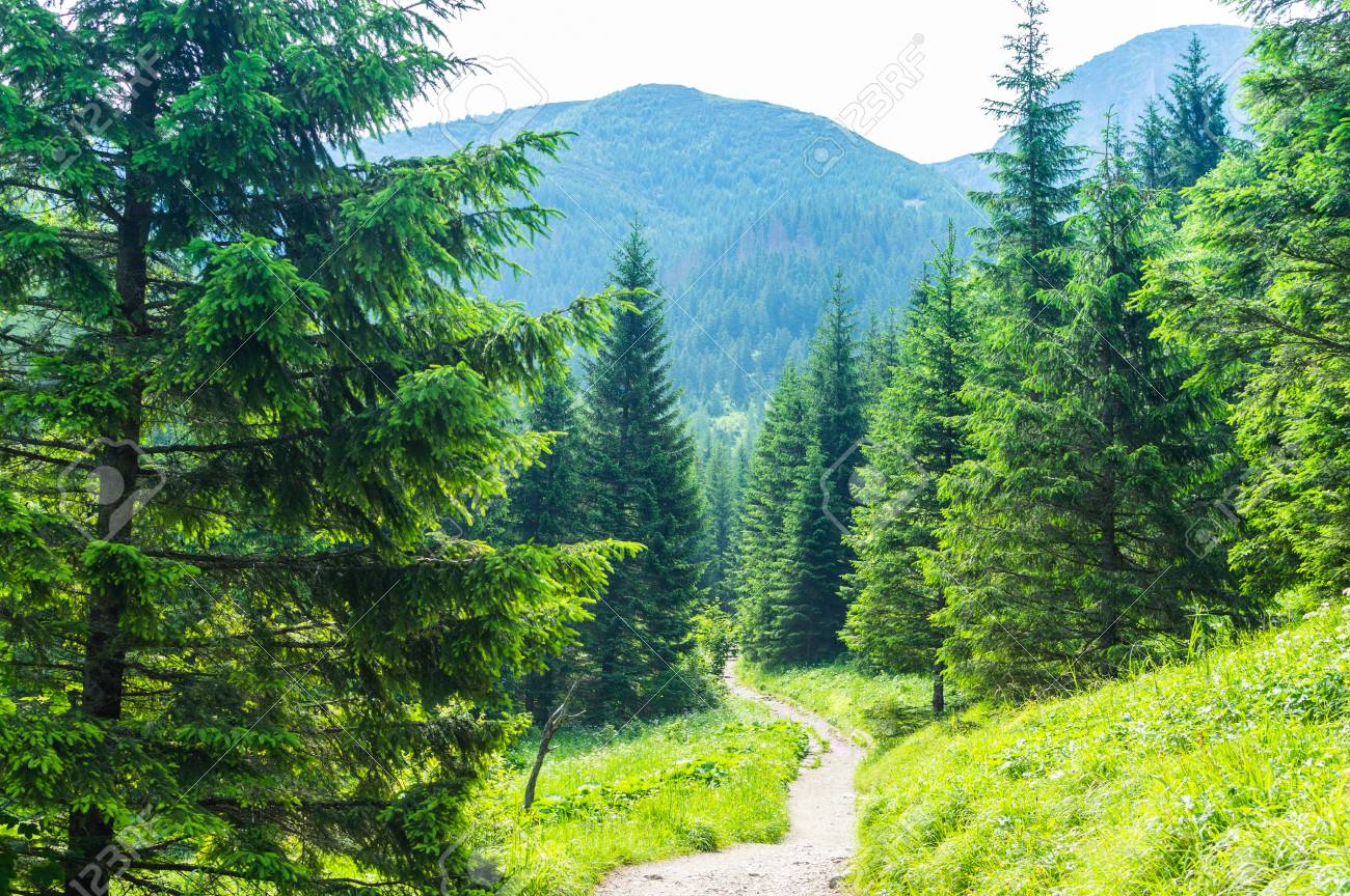 Hiking trail. Tourism in the mountains. Summer in Zakopane. - 106023710 Hiking trail. Tourism in the mountains. Summer in Zakopane. - 106023710